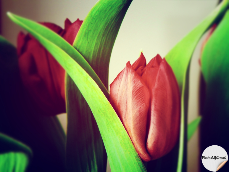 mes-tulipes-photosmj2016